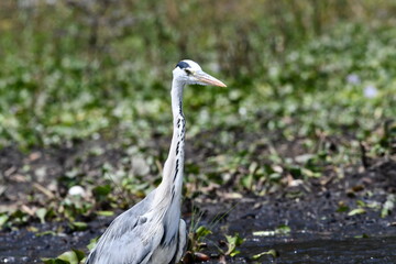 Elegant heron stands watchful near tranquil waterside