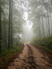 Naklejka premium A misty gravel road winding through dense beech forest in the Bükk Plateau, Hungary, on a rainy day.