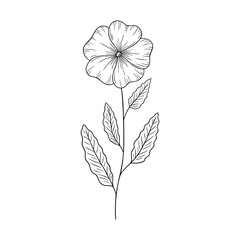February birth flower primrose, line art vector, black and white botanical illustration, elegant floral sketch, minimalist outline drawing, hand drawn monochrome flower design, vintage aesthetic