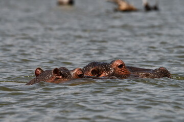 Fototapeta premium Two hippos partially submerged in water surface