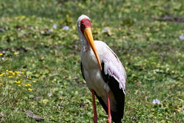 Yellow-billed stork stands alert in lush green field