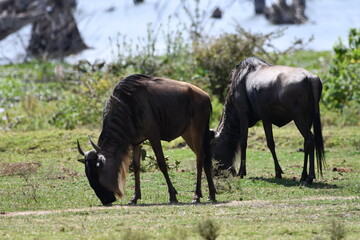 Fototapeta premium Wildebeest graze peacefully on the African savanna