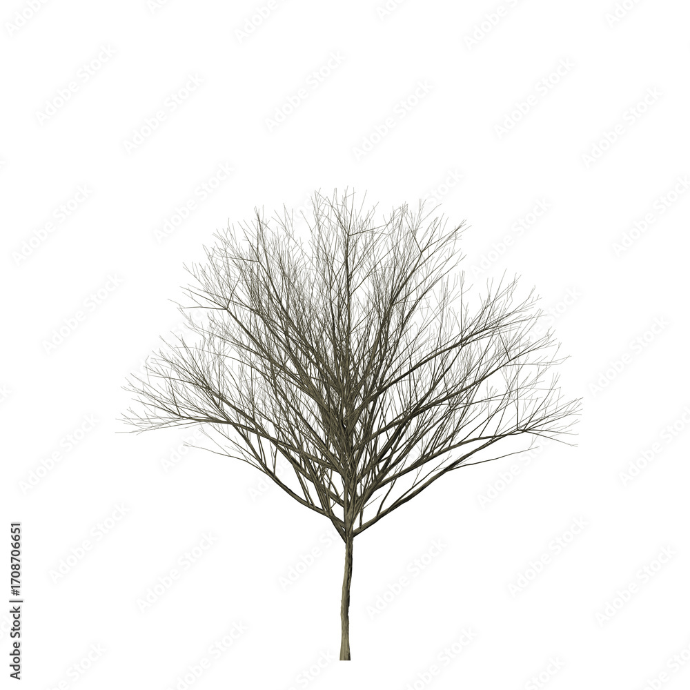 Poster a solitary tree with bare branches against a stark black background in a simple yet striking image