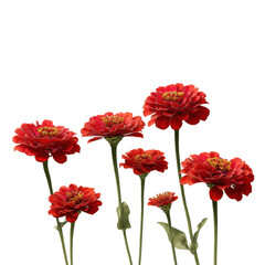 Obraz premium Vibrant red flower arrangement nature floral isolated on transparent background