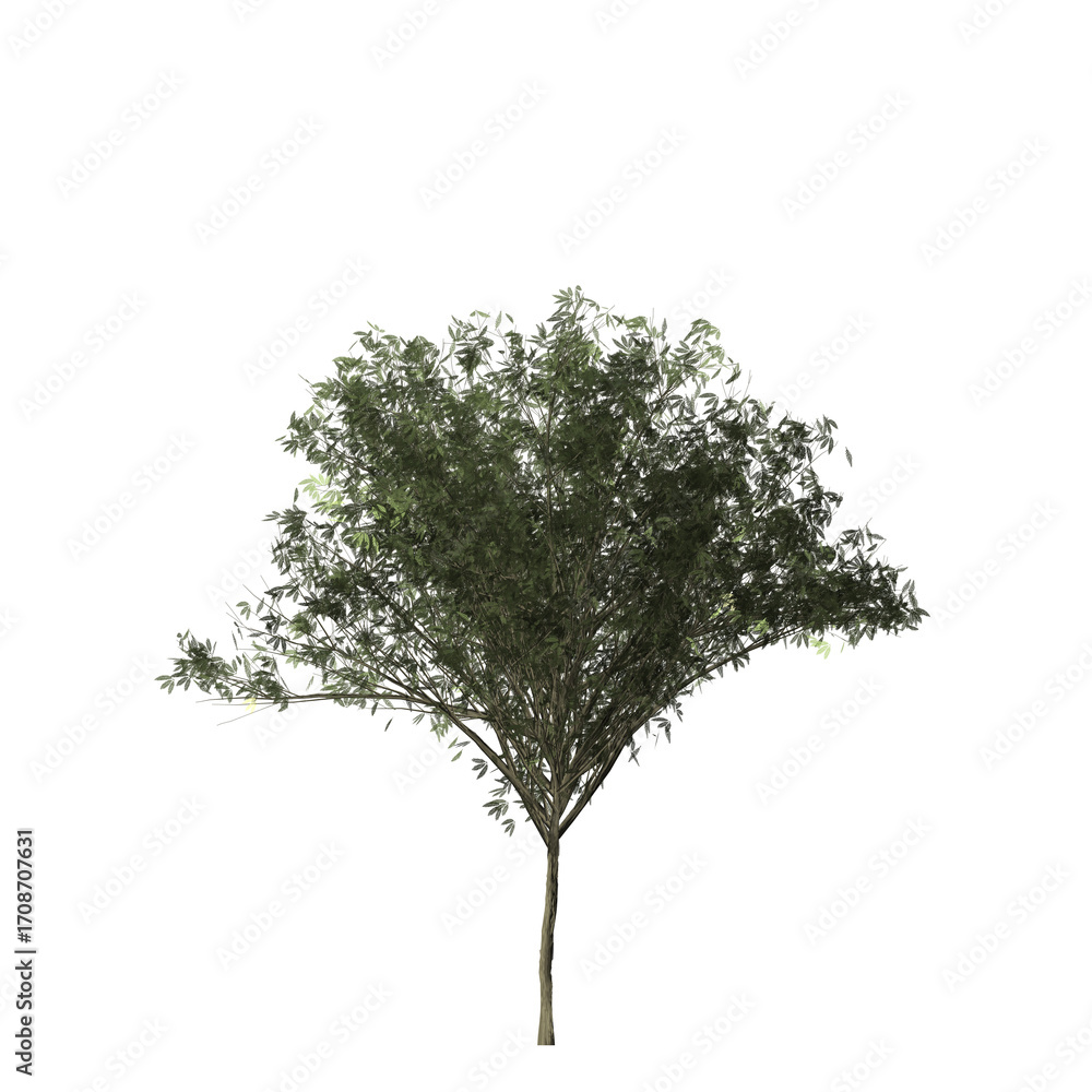 Poster a single tree with green leaves and a gray trunk isolated against a black background in a digital re