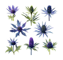 Obraz premium Vibrant blue flowers arrangement nature botanical view isolated on transparent background