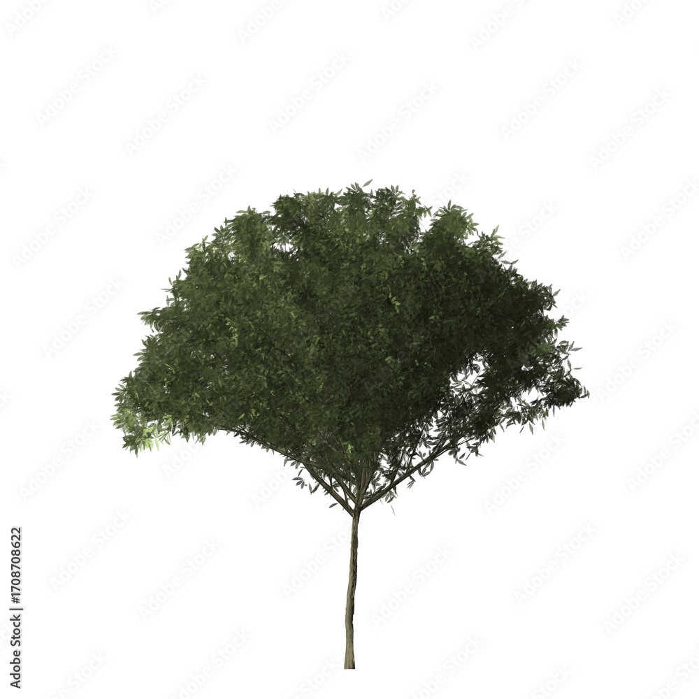 Poster a single tree with dense green foliage and a slender trunk isolated against a black background in fu