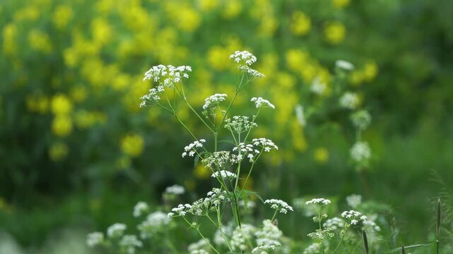 Flowering cow parsley with the yellow flowers of rapeseed in the background