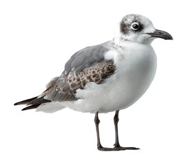 Obraz premium Seagull in profile coastal shore wildlife natural habitat isolated on transparent background