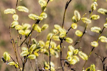 Willow branches with blossoming buds close-up on a sunny day.