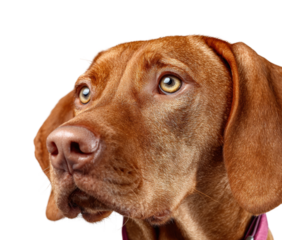 Curious dog portrait animal isolated on transparent background