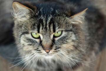 Portrait of cute fluffy cat