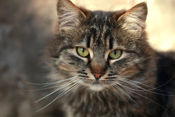 Portrait of cute fluffy cat