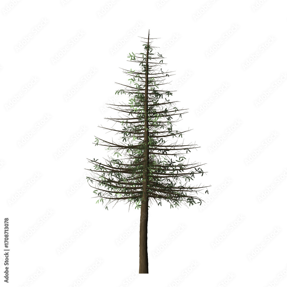 Poster a single evergreen tree with a tall trunk and sparse green foliage against a black background in iso