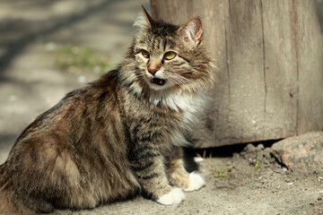 Portrait of cute fluffy cat