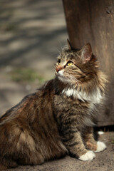 Portrait of cute fluffy cat