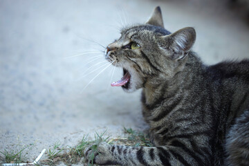 Portrait of cute fluffy cat