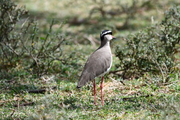 Elegant crowned lapwing bird standing on green grass