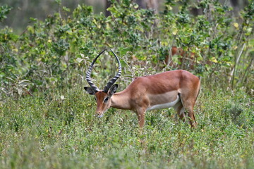 Graceful impala grazing in lush African savanna © walter geraghty