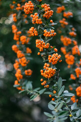Bright orange berries hang from green branches in a serene garden setting during late afternoon sunlight
