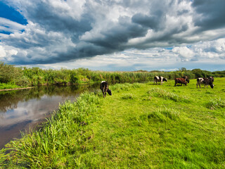 Krowy, rzeka i chmury.
