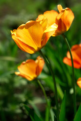Colorful tulips in spring garden