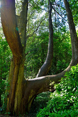 Pena Park, a lush green garden at the Pena National Palace, Sintra, Lisbon, Portugal