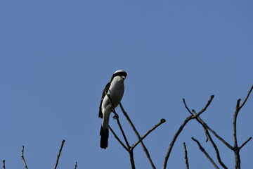 Striking bird perched on bare branches against blue sky