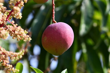 Ripe mango fruit hangs from branch with blossoms and green leaves
