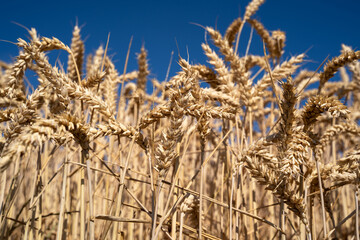 Ripe wheat field with blue sky in summer