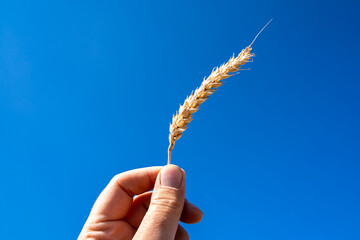 Hand holding wheat against clear blue sky in summer 