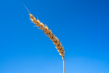 Golden colored wheat against clear blue sky, agriculture, harvest and natural food production