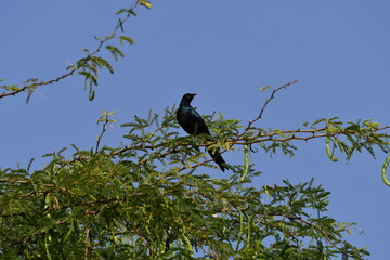 Black bird perched on acacia tree branch against blue sky