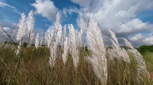 Close-up of White Saccharum Spontaneum Kash Flower With Blue Sky