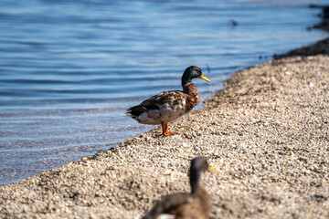 Duck standing on pebbled ground in natural outdoor habitat