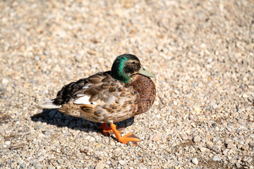 Duck standing on pebbled ground in natural outdoor habitat