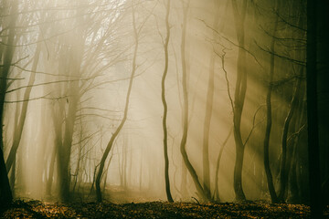 foggy forest in late autumn