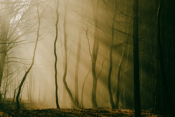 foggy forest in late autumn