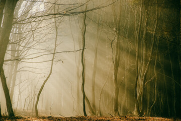 foggy forest in late autumn