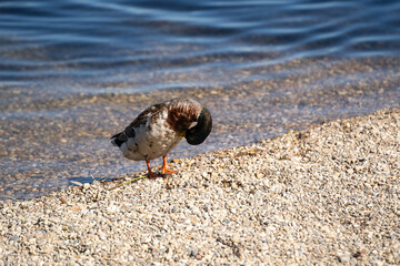 Duck standing on pebbled ground in natural outdoor habitat