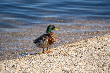 Duck standing on pebbled ground in natural outdoor habitat