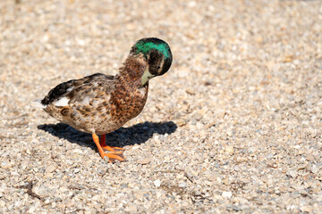 Duck standing on pebbled shore and clean its feathers 