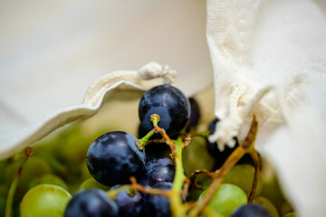 Fresh Green and Purple Grapes on Rustic Fabric