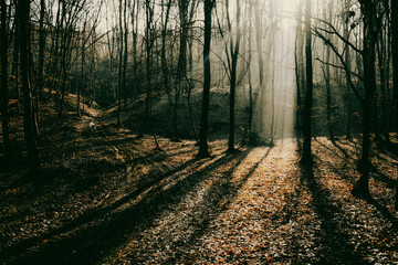 Obraz premium beautiful foggy forest in autumn