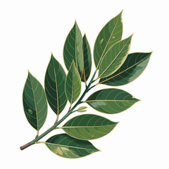 Fresh Bay Leaves Vector Illustration