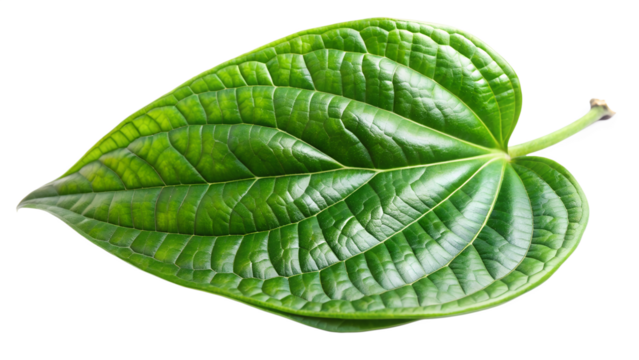 Closeup of a vibrant green betel leaf, showcasing its intricate vein patterns and natural beauty, isolated on transparent background