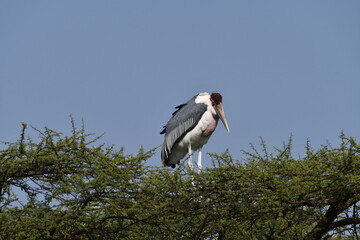 Majestic marabou stork perched on acacia tree branches