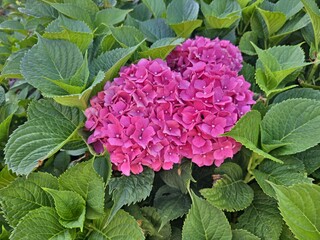 Hydrangea macrophylla Alpenglühen_Bigleaf Hydrange with pink red flowers in summer