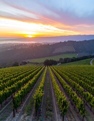 Naklejka premium Vineyard rows at sunrise. Vast, tiered vineyard landscape stretches towards a vibrant sunrise, creating a peaceful rural scene