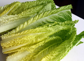 Close up of fresh organic Romaine Lettuce leaves  